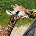 Binder_park_zoo
